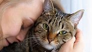 20 Heartfelt Cat Loss Quotes for When You Miss Your Pet | LoveToKnow