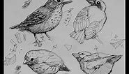Pen & Ink Drawing Tutorials | How to draw birds