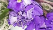 GROWL!! Here Comes TIGER Variety AFRICAN VIOLET deep dark purple Large Flowers & WOW the Variegation