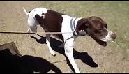 How to care for an English Pointer dog