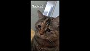 Sad Cat Meowing Original Meme Template