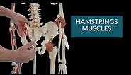 Anatomy & Function of the Hamstrings Muscles
