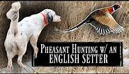 Pheasant Hunting with Pointing Dogs