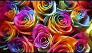 How to make Rainbow Roses: a Step by Step Guide