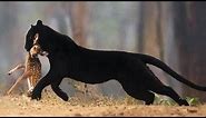 Fearless ghost of the forest! What black panthers are capable of