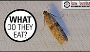 The Truth About Clothes Moths