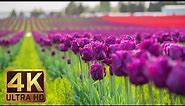 4K - Tulip Flowers - 2 Hours Relaxation Video | Skagit Valley Tulip Festival in WA State - Episode 1