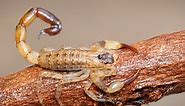 What Do Scorpions Eat?