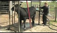 Fitting and Showing Angus Cattle, Part 1