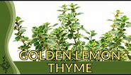 Growing Golden Lemon Thyme in 2 Minutes! (Thymus citriodorus) 🐝 🌿 🌱 🪴 🏡