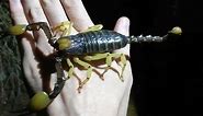Showing Off a Giant Burrowing Scorpion || ViralHog