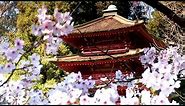 Zen Garden - Cherry Blossoms, Mindfulness, Relaxation & Meditation - 50 minutes