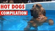 Funny Hot Dogs Video Compilation 2016