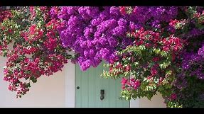 16 Fast-Growing Flowering Vines - Best Wall Climbing Vines to Plant