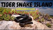Tiger Snake Island - SNAKES EVERYWHERE!