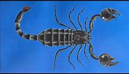 Scorpion Painting