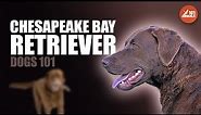 Chesapeake Bay Retriever 101: The Hunting Dog and Family Companion