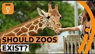Should zoos exist? | BBC Ideas