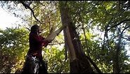 Cedar bark - Harvesting to Weaving , part # 1- Harvesting Bark from the Tree