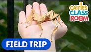 Explore Amazing Bugs From Around The World | Caitie's Classroom Field Trip | Insects For Kids