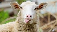25 Sheep Puns So Good, They're Baaaaad