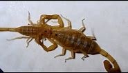 Incredible Scorpion Mating Ritual Leads To Birth