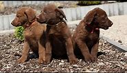 How to Hunt with a Chesapeake Bay Retriever - Tips and Tricks