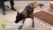 Police dog can't get used to his new winter booties