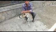 RARE Arabian Leopard-🌟❤️