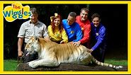 There Are So Many Animals! 🐅🦁🐒 Animals Songs for Kids with The Wiggles