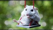 Cute Mouse Videos - Funny Mice Compilation NEW