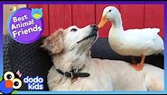 85 Minutes Of Animals Who Are Absolutely Obsessed With Each Other | Animal Videos | Dodo Kids
