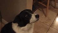 My talking border collie - learning to say "hello"!