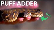 Snakes & Scorpions at Night! ft Baby Puff Adder