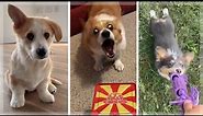 Cute & Funny Corgi Compilation ~ Most Adorable Welsh Corgis! (Dogs of TikTok)