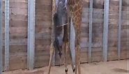 Giraffe Birth Close Up! - See Every Step of Giraffe's Birth - Primitive Life…