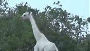 the Rare Albino Giraffe: A Fascinating and Mysterious Animal#shorts