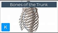 Bones of the trunk: thoracic cage and spine (preview) - Human Anatomy | Kenhub