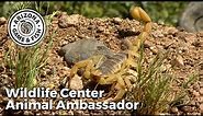 Desert Hairy Scorpion - Arizona Game and Fish Wildlife Center Animal Ambassador