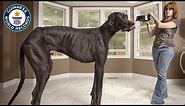 Tallest Dog Ever - Guinness World Records