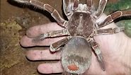 Largest Spider in the World | Goliath Birdeater
