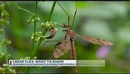Officials reveal truth about this common East Texas insect
