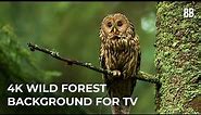 4K Forest & Wild Sounds | 4K Forest Relaxation Film | Forest Wildlife Animals ScreenSaver