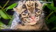 Meet this rare clouded leopard kitten | Nightly News: Kids Edition