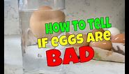 How to tell if a egg is bad? (Egg water test)