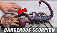 TOP 10 MOST DANGEROUS SCORPIONS IN THE WORLD
