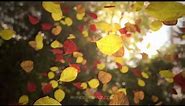 Fall Leaves - Loopable