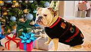 CUTE BULLDOG OPENS CHRISTMAS PRESENTS (IN UGLY CHRISTMAS SWEATER for DOGS! : LOLA the BULLDOG