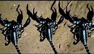 I meet big scorpion at night