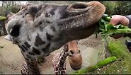 How Giraffes Use Their Super Long Tongues